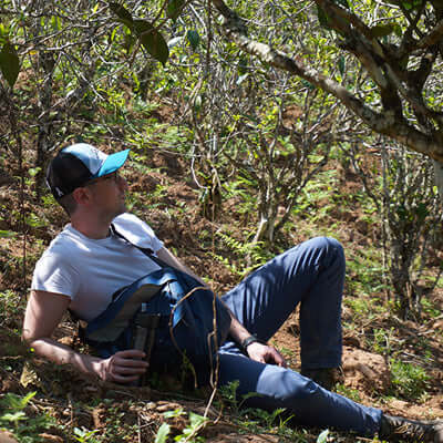 a person sits under puer tea trees