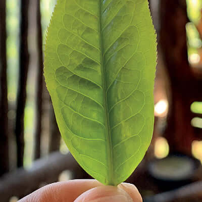 up close, a hand holds a tea leaf up to light