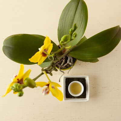a yellow orchid plant sits on a wooden surface next to a dish with loose leaf tea and a white cup of brewed tea