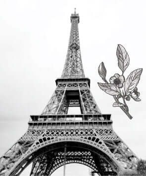 black and white upward view of the eiffel tower in paris with a tea graphic