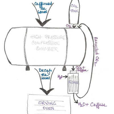 a graphic depicts the Science Behind Naturally Decaffeinated Tea