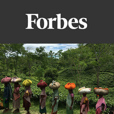 women carry bundles of tea wrapped in cloth on their heads through tea farm