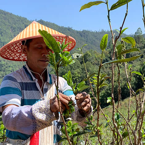 a person picks leaves from wild puerh tea trees