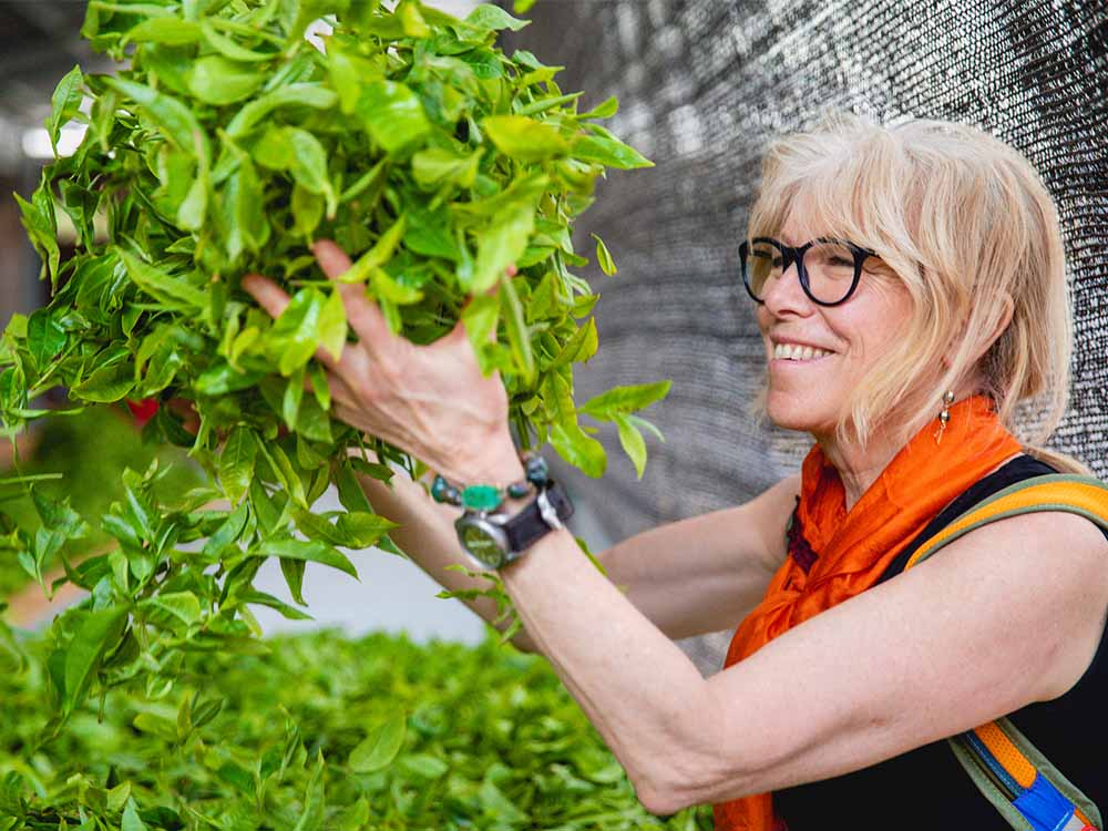 a woman smiles as she holds tea leaves in the air